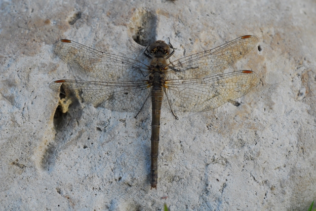 Identific. altre due libellule - A. mixta e S. striolatum