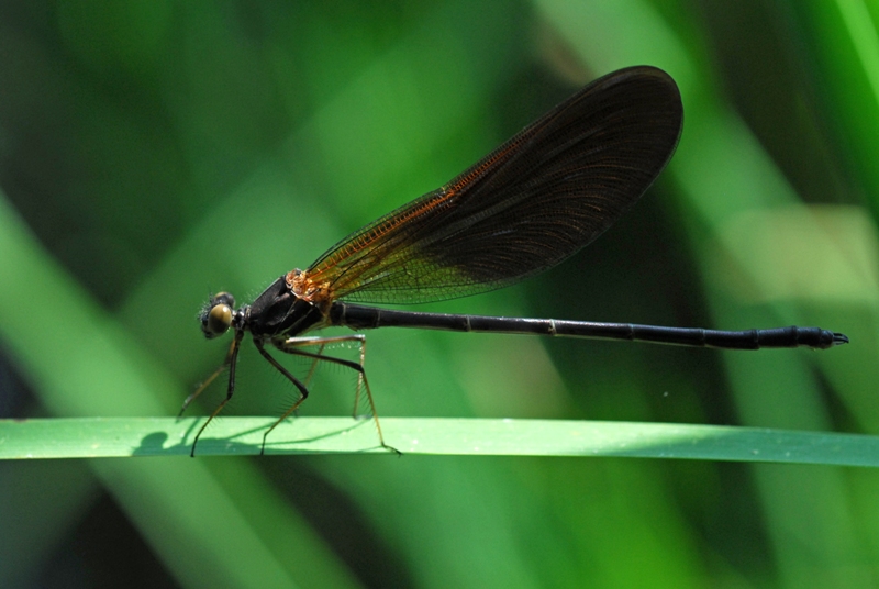 Nuova identificazione. Calopteryx haemorrhoidalis