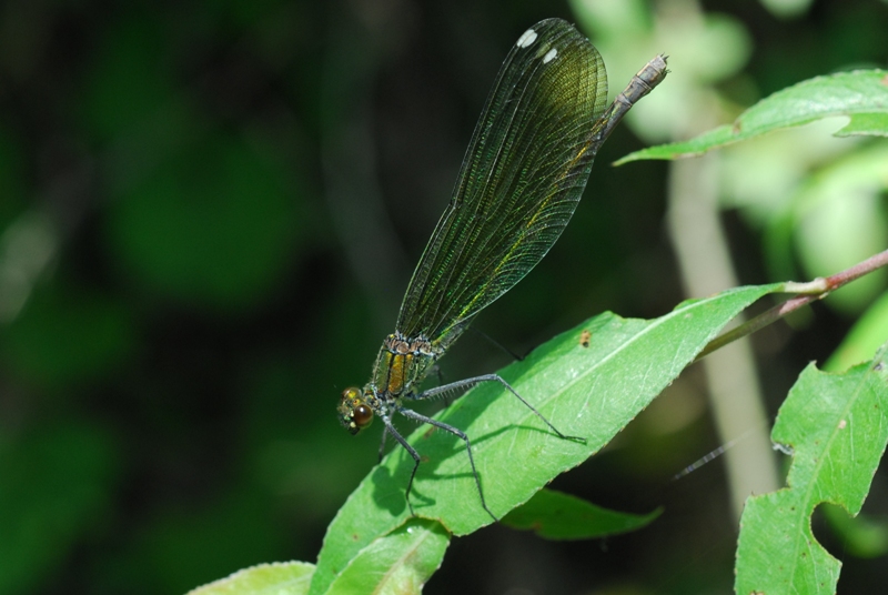 Quale specie? Calopteryx splendens