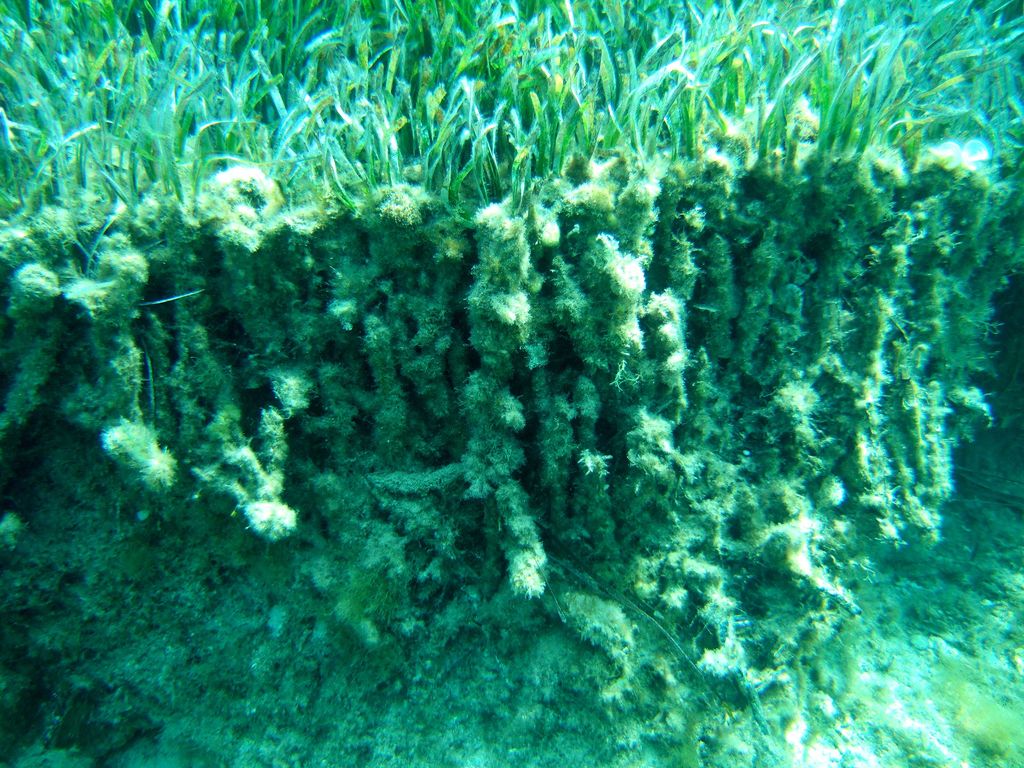 Rizomi di Posidonia oceanica