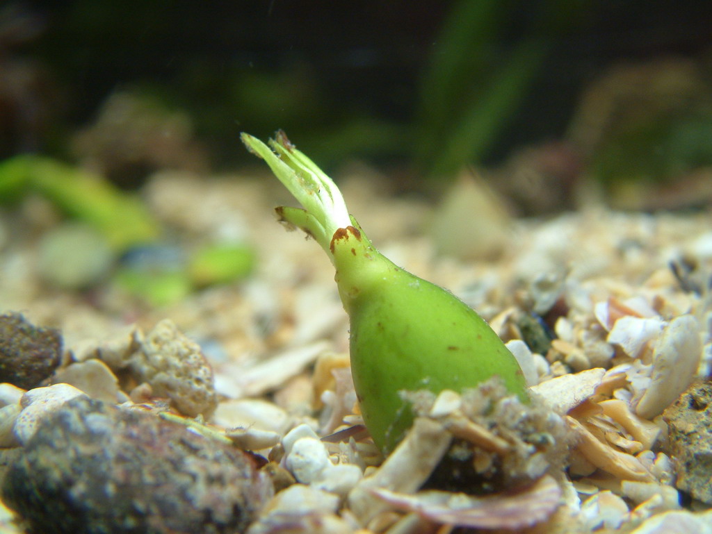 La Posidonia oceanica