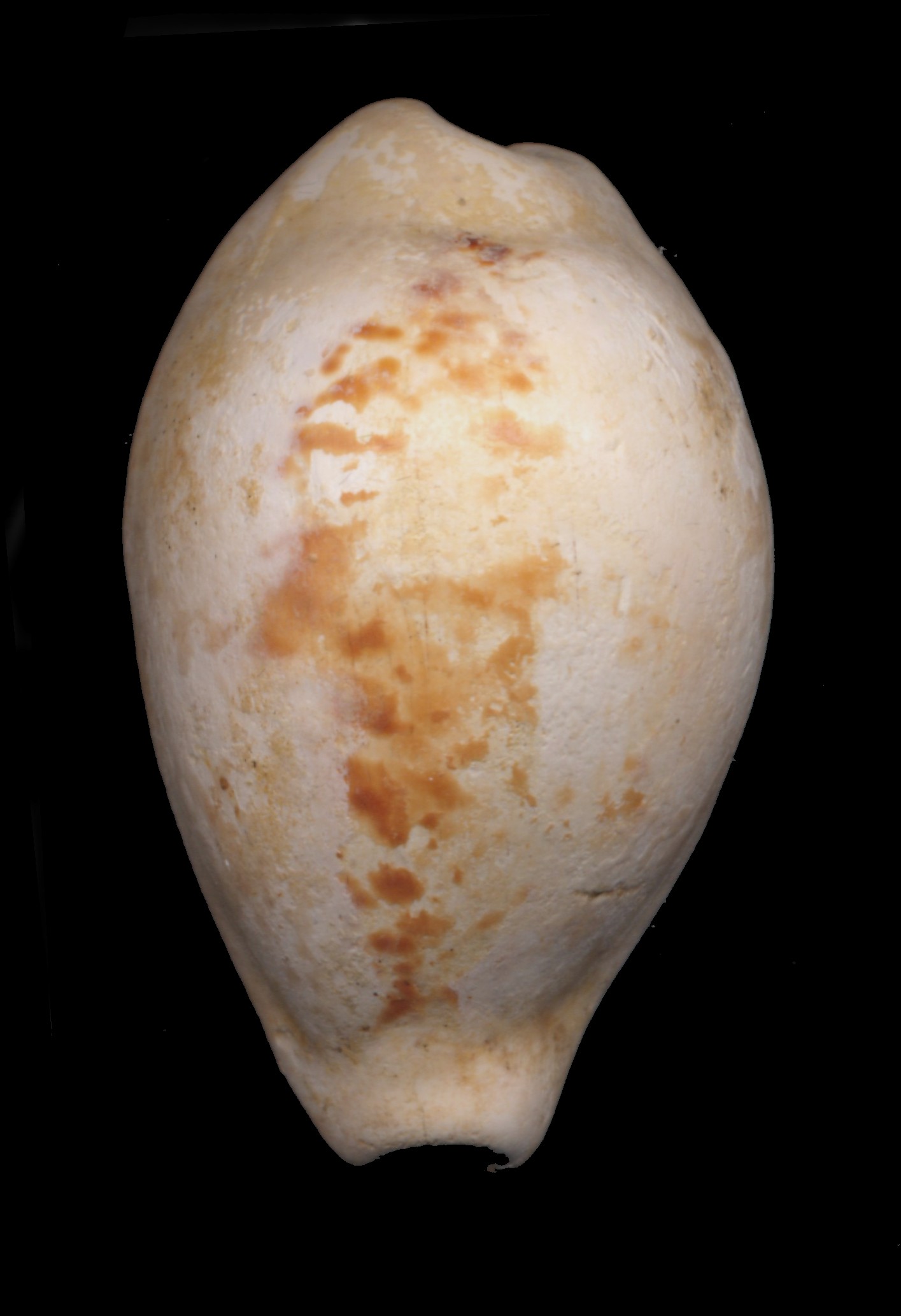 Zonaria porcellus (Brocchi, 1814)