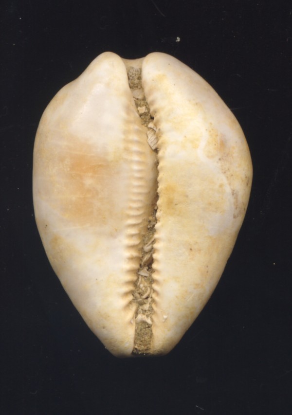 Zonaria porcellus (Brocchi, 1814)