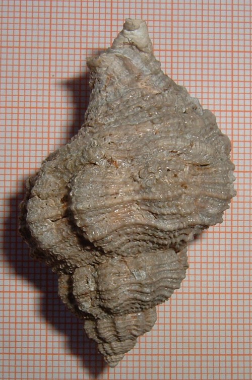 ocinebrine e coralliophile