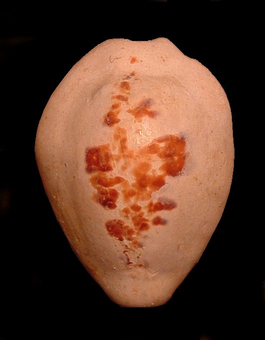 Zonaria porcellus (Brocchi, 1814)