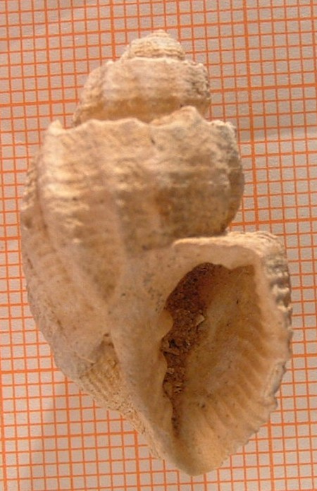 Scalptia etrusca