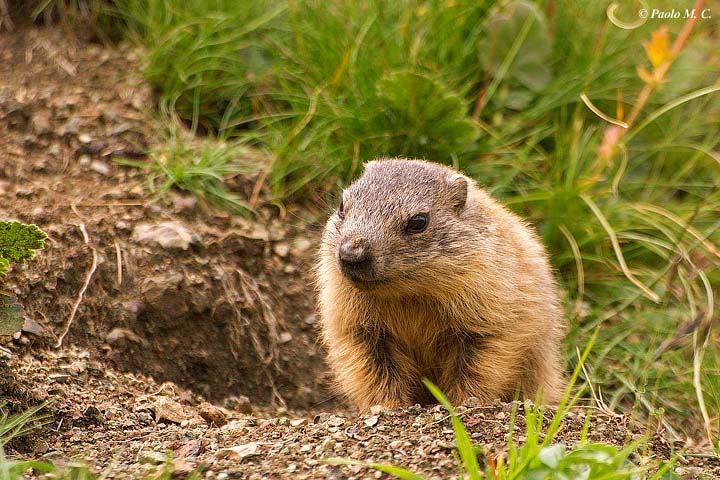 Cucciolo di marmotta
