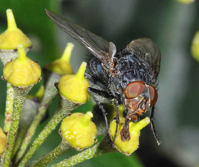 L''ape e la mosca