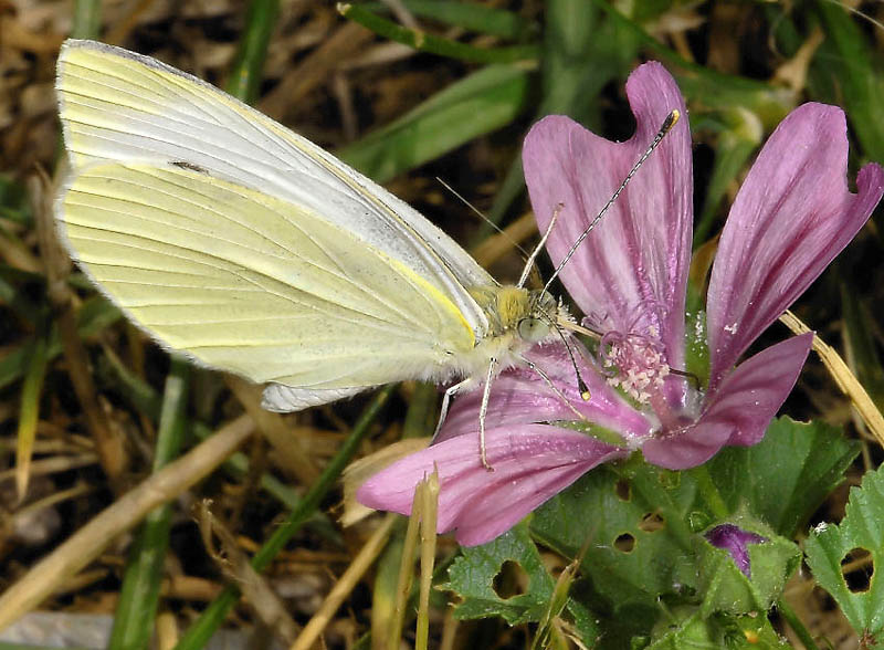 Farfalla su malva