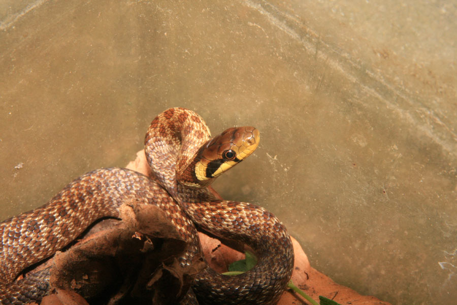 Zamenis longissimus