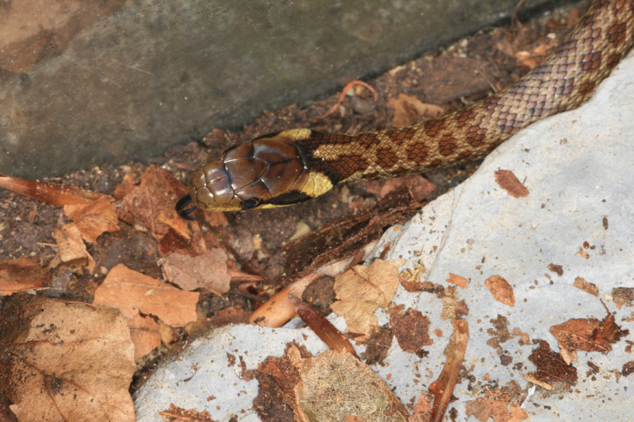 Zamenis longissimus