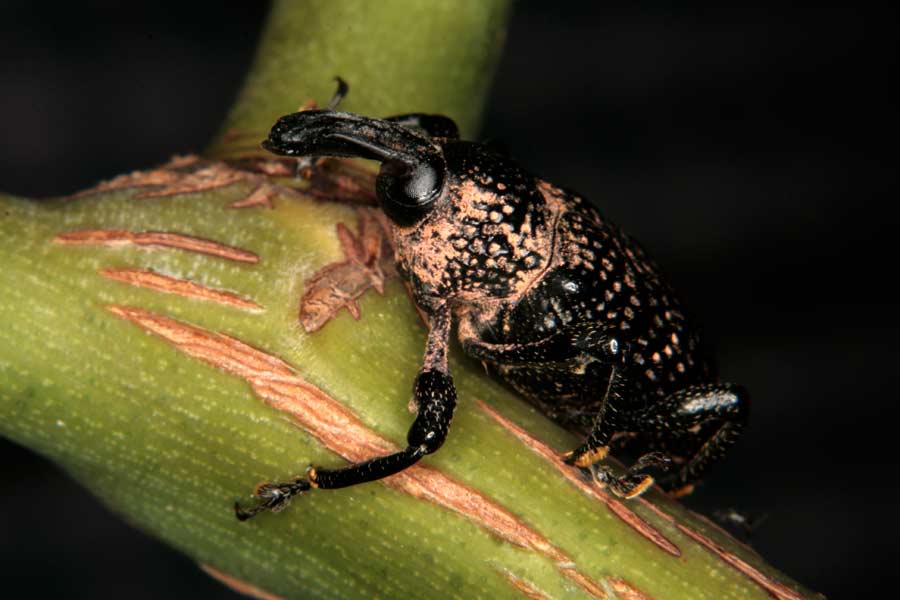 ricerca fotografica: Aclees taiwanensis