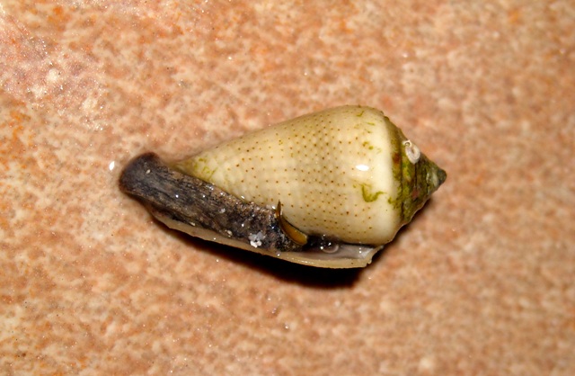 Conus mediterraneus