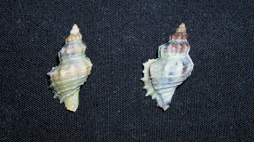 Ocinebrina hispidula