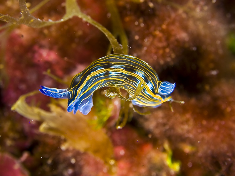 Hypselodoris villafranca