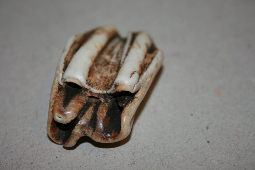fossile?