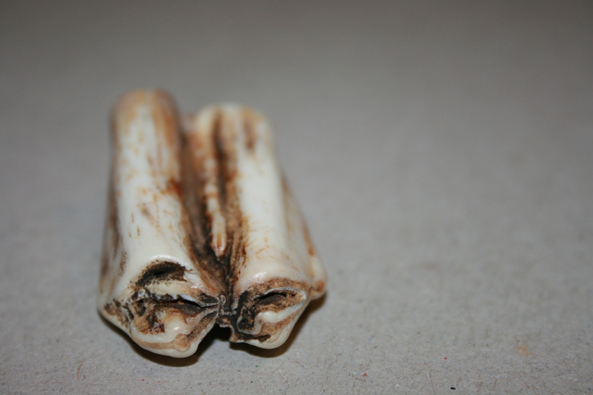fossile?