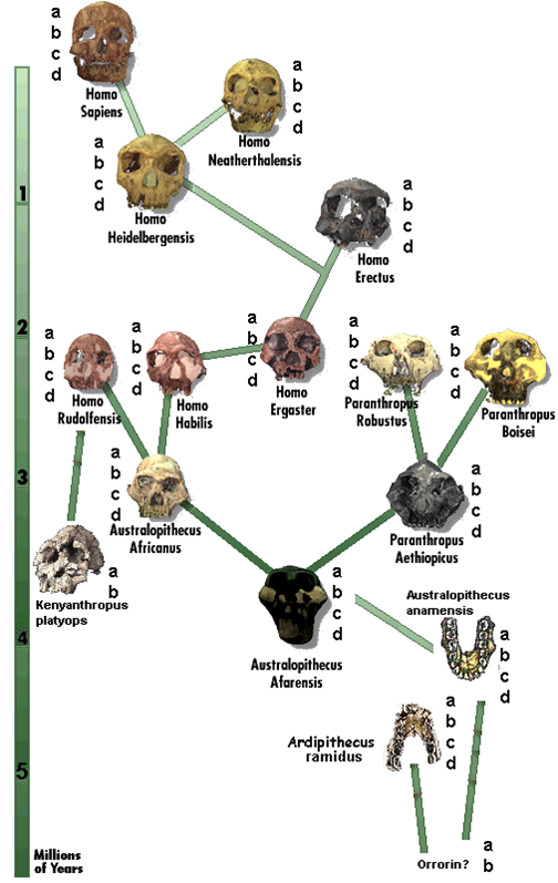 L''evoluzione dal punto di vista 