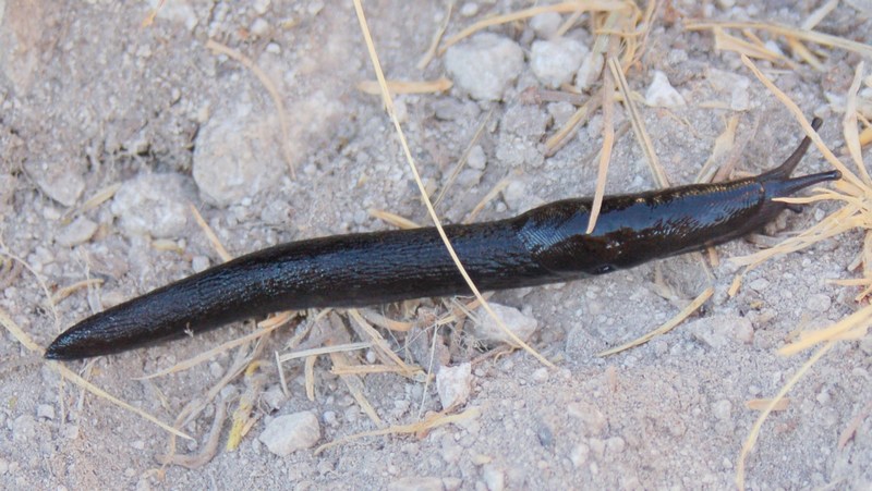 Limax brandstetteri Falkner 2008 dalla Majella