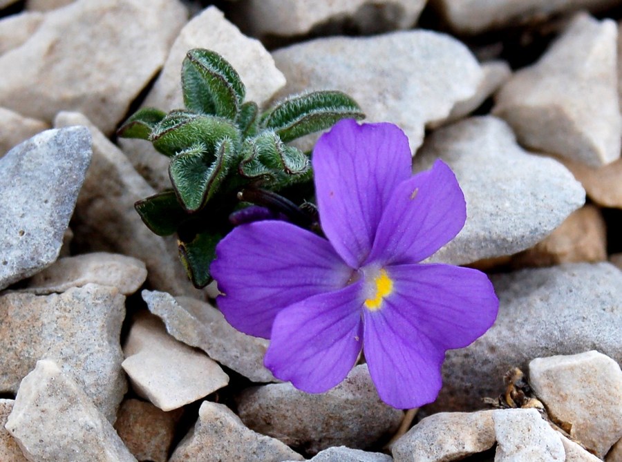 Fioriture magellensi  6