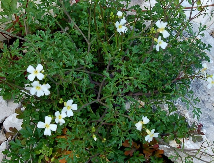 Cardamine monteluccii / Cardamine di Montelucci