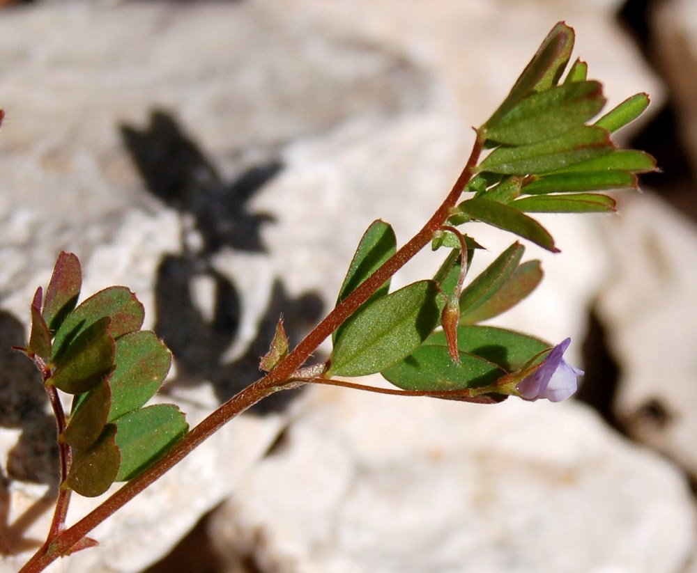 Fioriture magellensi   5