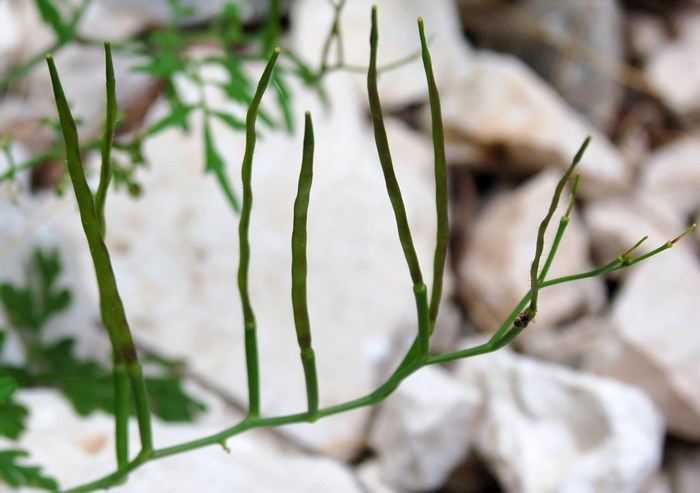 Cardamine monteluccii / Cardamine di Montelucci