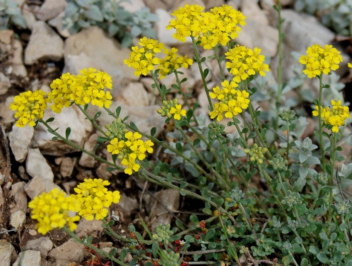 Fioriture magellensi   5