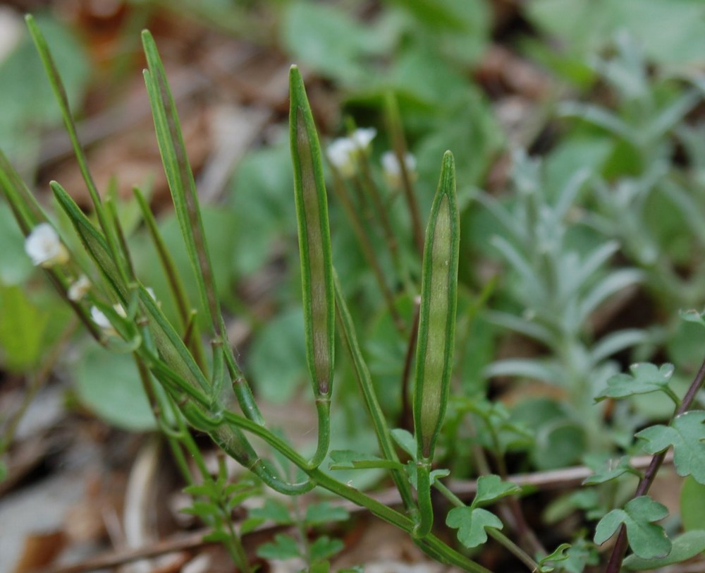 Cardamine monteluccii / Cardamine di Montelucci