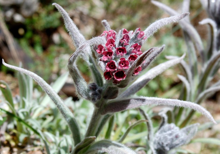 Fioriture magellensi   5