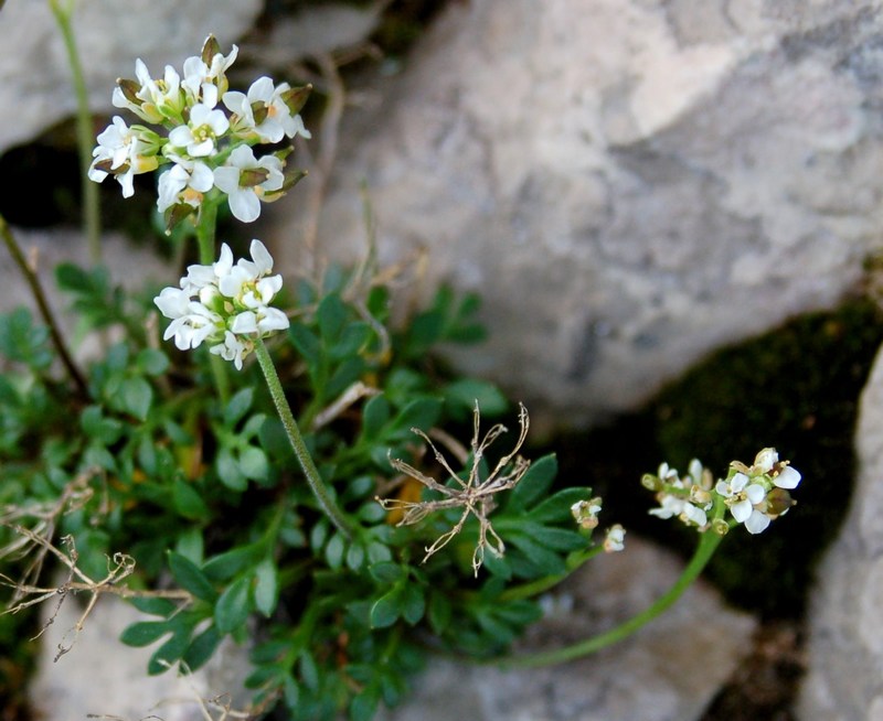 Fioriture magellensi  6