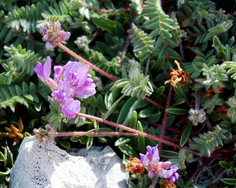 Fioriture magellensi  6