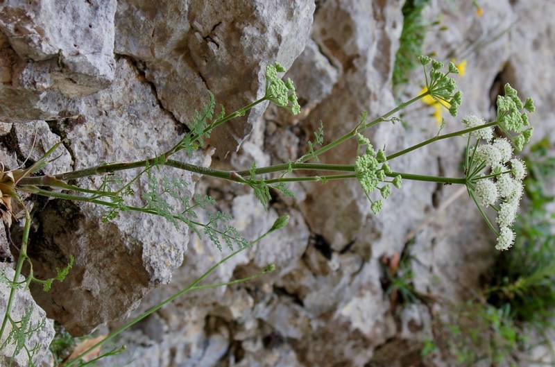 Fioriture magellensi   5