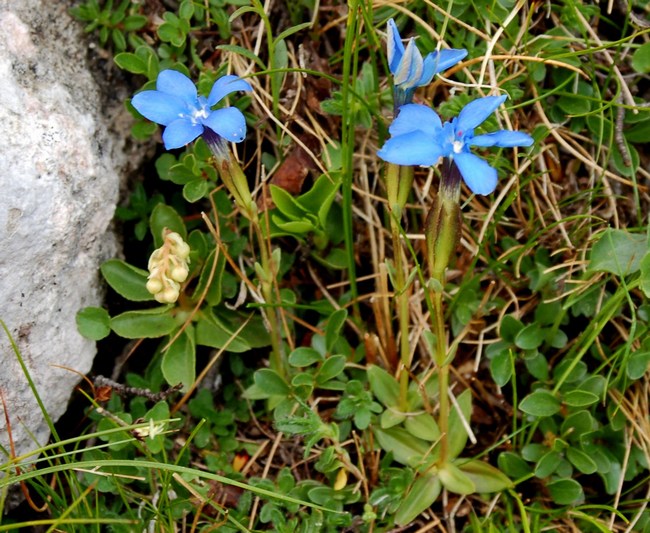 Fioriture magellensi  6