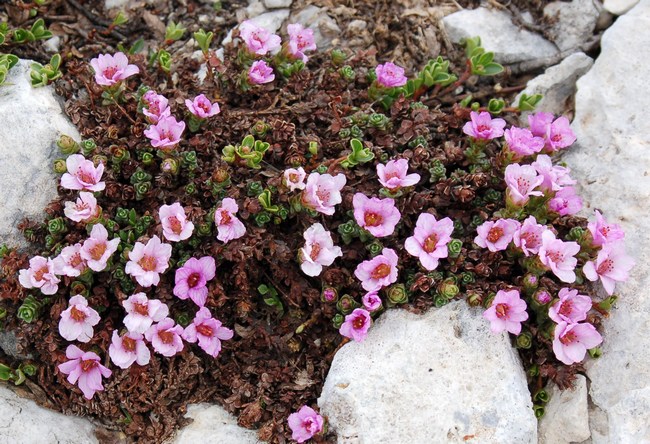 Fioriture magellensi  6