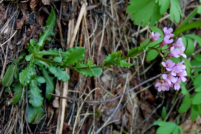 Fioriture magellensi   5