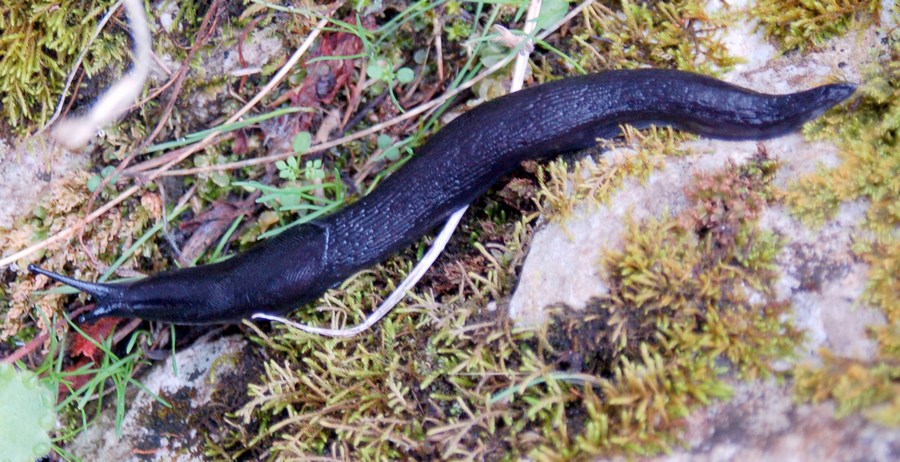 Limax brandstetteri Falkner 2008 dalla Majella