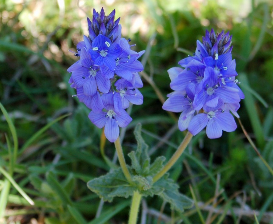 Fioriture magellensi  6