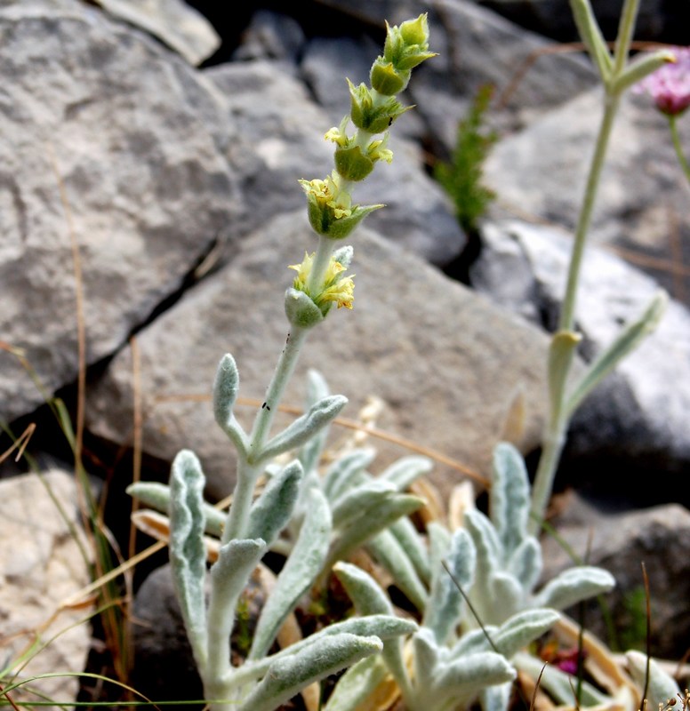 Fioriture magellensi  6