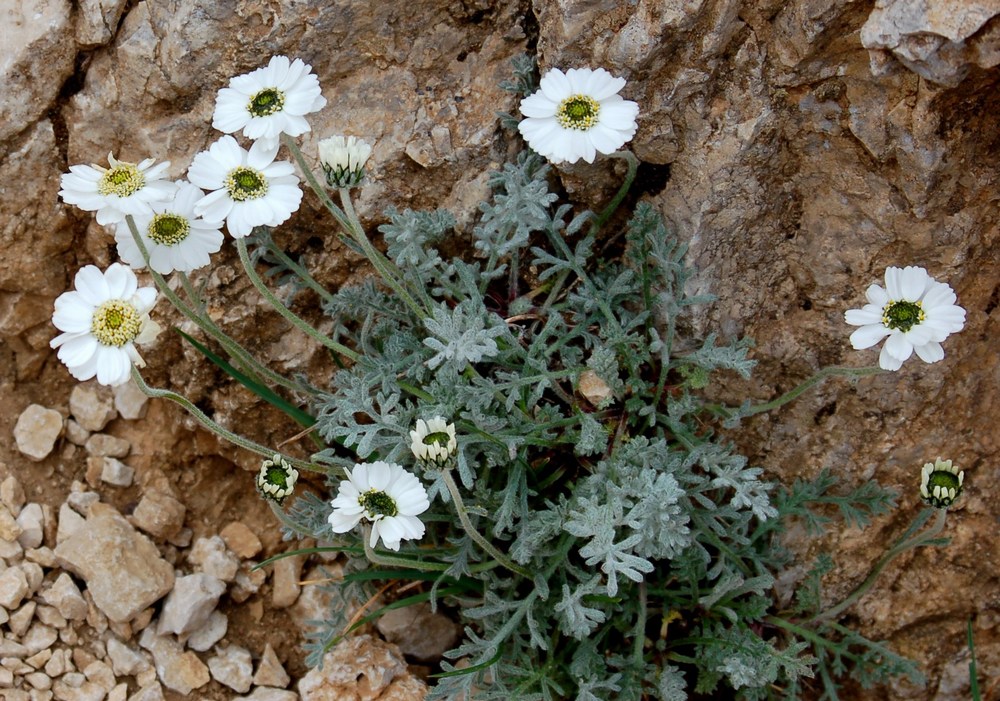 Fioriture magellensi  6