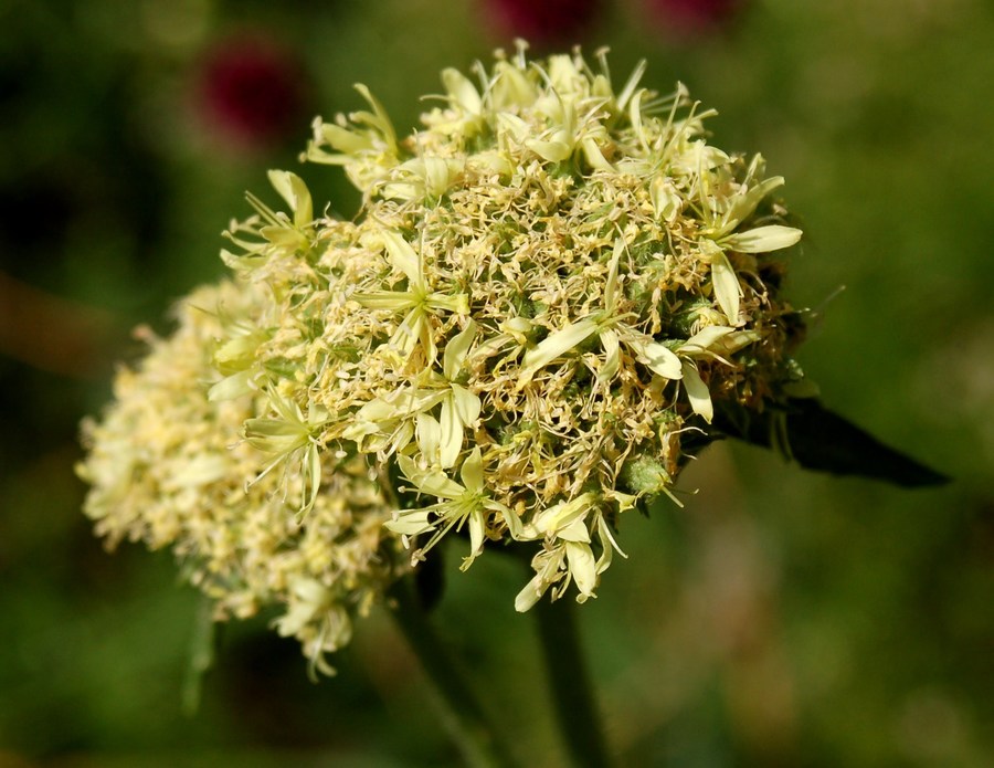 Fioriture magellensi  6