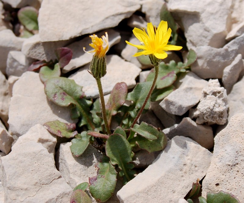 Fioriture magellensi  6