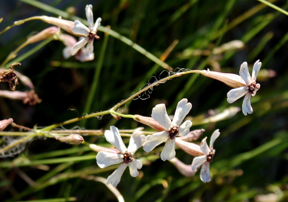 Fioriture magellensi  6