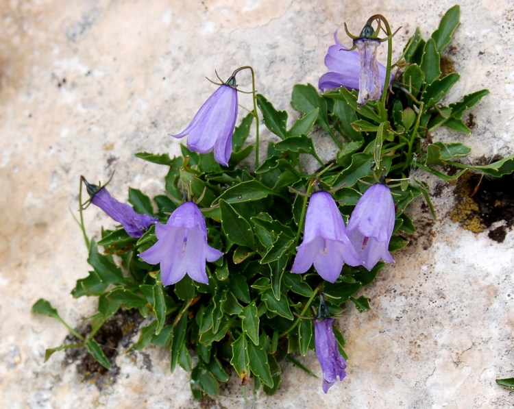 Fioriture magellensi  6