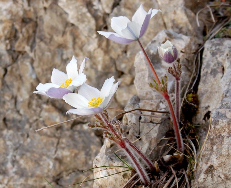 Fioriture magellensi   5