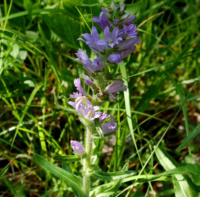 Fioriture magellensi  6