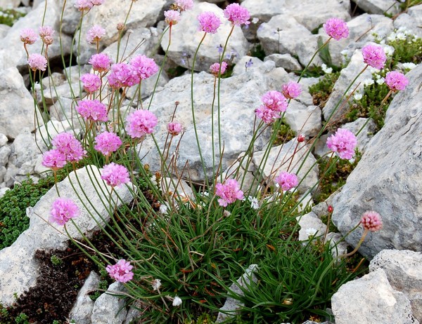 Fioriture magellensi  6