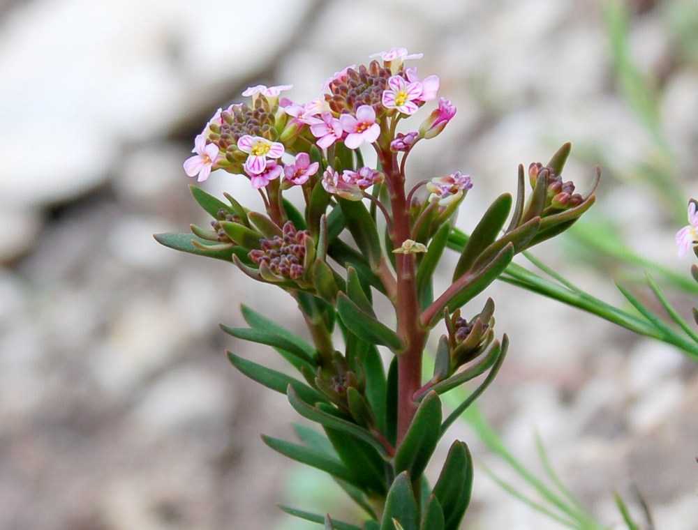 Fioriture magellensi   5