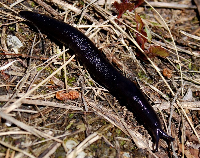 Limax brandstetteri Falkner 2008 dalla Majella