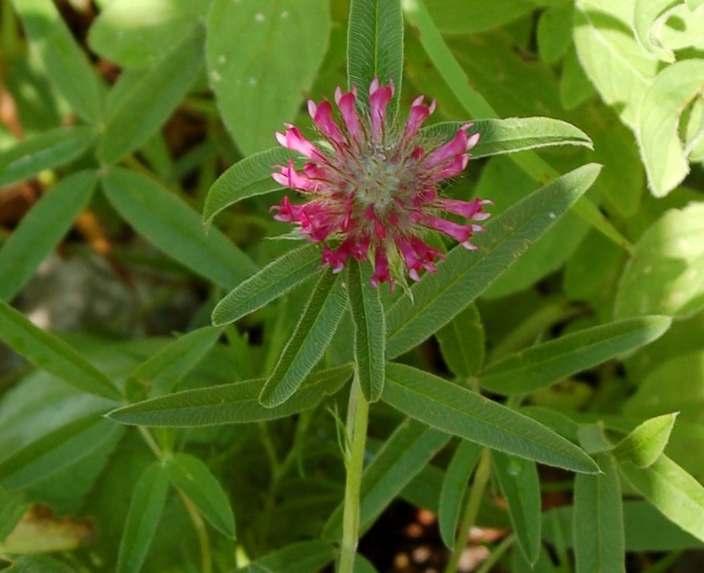 Fioriture magellensi  6